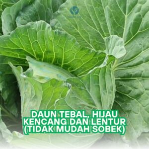 WhatsApp Image 2024-12-11 at 09.16.56_0b0930b2