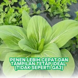 WhatsApp Image 2024-12-11 at 09.16.56_2df64486