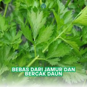 WhatsApp Image 2024-12-11 at 09.16.56_3b24eb5a