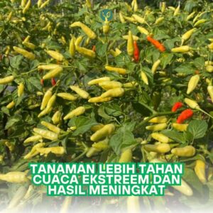 WhatsApp Image 2024-12-11 at 09.16.57_1fdc651f