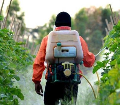 Dampak-Merugikan-Penggunaan-Pestisida-Kimia-yang-Wajib-Anda-Tahu Dampak-Merugikan-Penggunaan-Pestisida-Kimia-yang-Wajib-Anda-Tahu