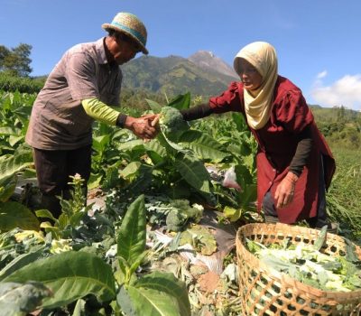 petani-memanen-brokoli-yang-ditanam-dengan-metode-tumpang-sari-_190613132032-990 petani-memanen-brokoli-yang-ditanam-dengan-metode-tumpang-sari-_190613132032-990